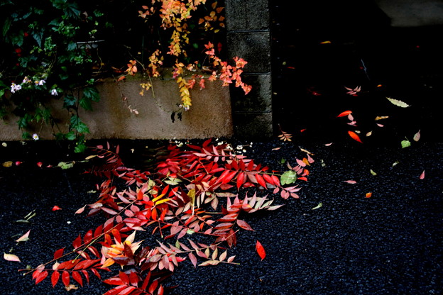 写真: 雨の日のハゼの落葉