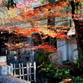 写真: 深大寺境内の紅葉