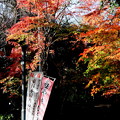 深大寺の幟と紅葉