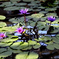 Photos: 植物大温室　紫の睡蓮