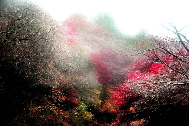 Photos: 小原紅葉の四季桜　雨の日