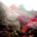 小原紅葉の四季桜　雨の日