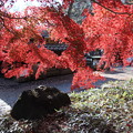 Photos: 紅葉の色彩と黒い岩
