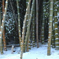 Photos: 初雪の竹林