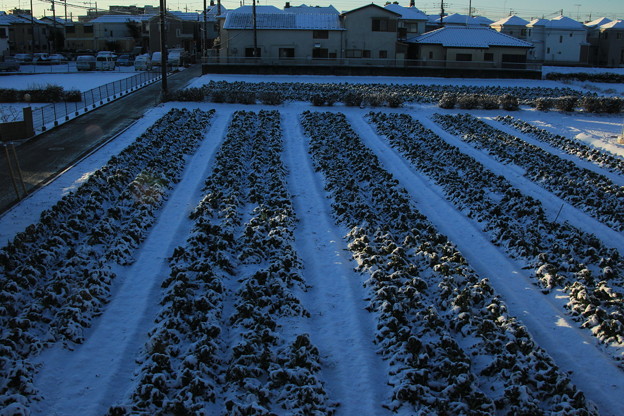１月７日の朝陽の当たる雪景色の野菜畑