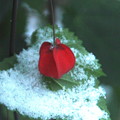 写真: ウキツリボクに雪