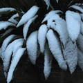 写真: 葉の上の積雪