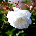 下向きの白い薔薇