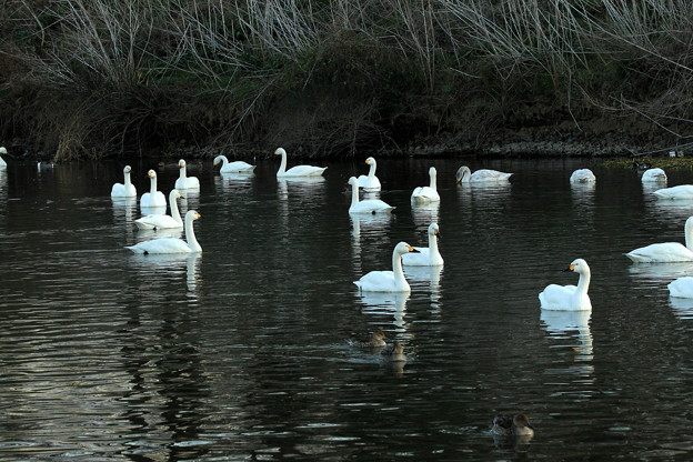 写真: 小白鳥の群　越辺川