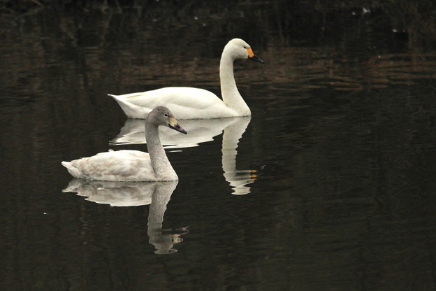 写真: 小白鳥の優雅な泳ぎ