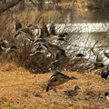 写真: 尾長鴨群の飛び立ち風景