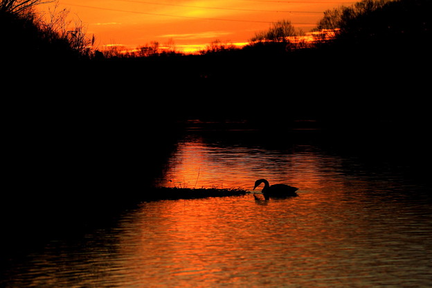 写真: 夜明け間近の越辺川