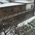 Photos: 降りしきる雪