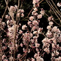 早咲き桜開花