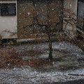 Photos: 雪の降り始め（３月２２日）