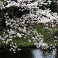 満開の桜　池辺