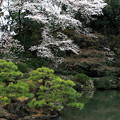池の松と桜
