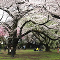 新宿御苑の満開の桜風景