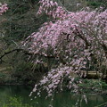 枝垂れ桜の新宿御苑