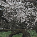 古木に咲いている桜の花