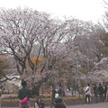 Photos: 六義園の枝垂れ桜
