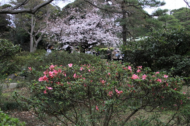 Photos: 躑躅と桜の六義園