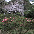 躑躅と桜の六義園