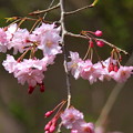 Photos: 枝垂れ桜の花