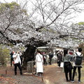 Photos: 吹上茶屋の桜の花見