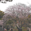 内庭大門からの枝垂れ桜