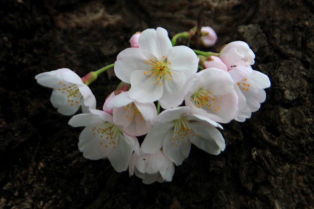 写真: 幹から咲くさくら