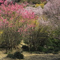 Photos: 山への山道の桜