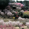 Photos: 自然な花の美　古寺桃源郷