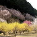 Photos: サンシュユと桃の花風景