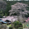 Photos: 桜満開の民家