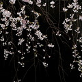 Photos: 枝垂れ桜の花