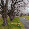 写真: 水仙と桜並木の道路