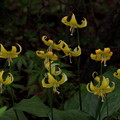 黄色いカタクリの花群生