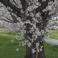 幹と桜の花
