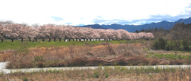 写真: 川からの都幾川の堤桜３