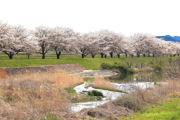 Photos: 都幾川堤桜　川と桜