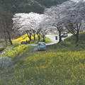 Photos: 矢岸の菜の花と桜