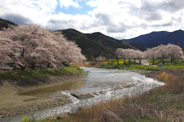 Photos: 矢岸の桜風景