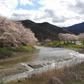 Photos: 矢岸の桜風景