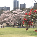 シャクナゲと桜咲く所沢航空公園