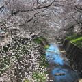 満開の桜の東川風景