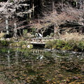 Photos: 名もなき池　通称　「モネの池」