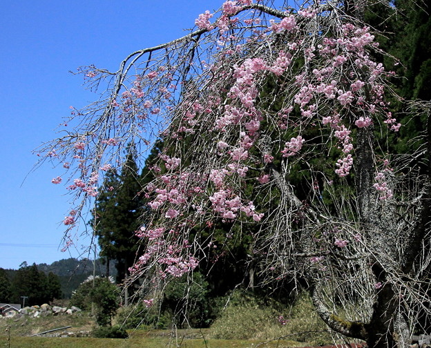 モネの池の枝垂れ桜