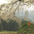 写真: 赤いお地蔵さんと古木の上発知枝垂れ桜
