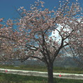 Photos: 青空と八重桜